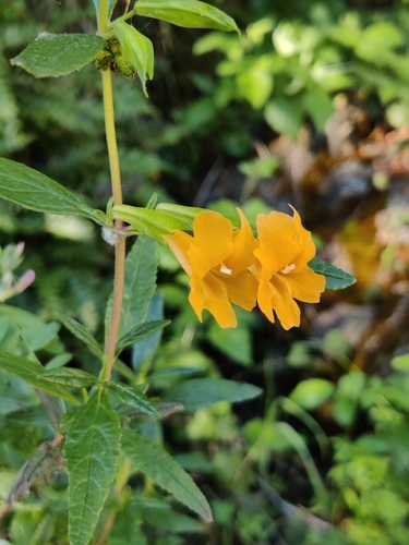 iNaturalist observation photo of orange bush monkeyflower