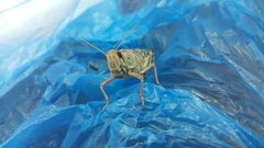 Schistocerca gregaria