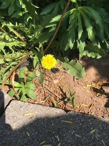 photo of Common Dandelion (Taraxacum officinale)