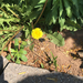 photo of Common Dandelion (Taraxacum officinale)