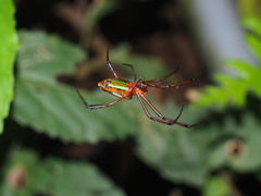Leucauge wulingensis
