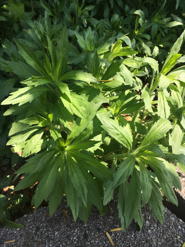 photo of Fleabanes And Horseweeds (Erigeron)