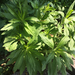 photo of Fleabanes And Horseweeds (Erigeron)