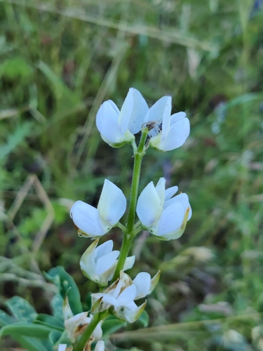 iNaturalist observation photo of arroyo lupine