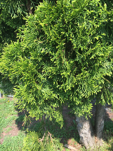 photo of Junipers (Juniperus)