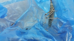 Schistocerca gregaria