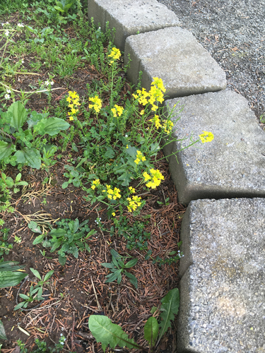 photo of Ethiopian Rape (Brassica carinata)