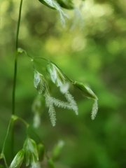 Anthoxanthum occidentale