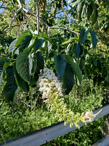 iNaturalist observation photo of California buckeye