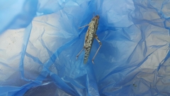 Schistocerca gregaria