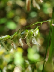 Anthoxanthum occidentale