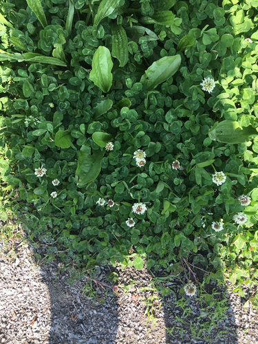 photo of White Clover (Trifolium repens)