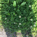 photo of White Clover (Trifolium repens)