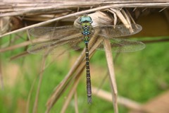 Heliaeschna uninervulata