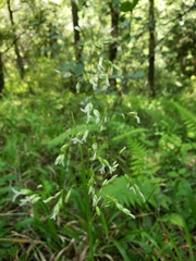 Anthoxanthum occidentale