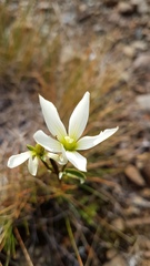 Gentianella stellata