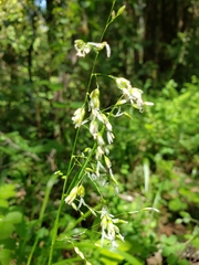 Anthoxanthum occidentale