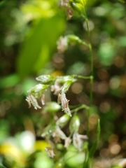 Anthoxanthum occidentale