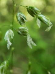 Anthoxanthum occidentale