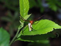 Leucauge wulingensis
