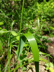 Anthoxanthum occidentale