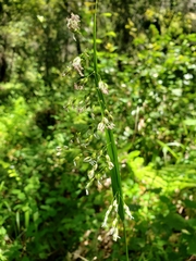 Anthoxanthum occidentale