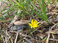 Grindelia lanceolata