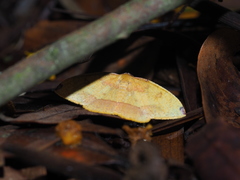 Heterolocha coccinea