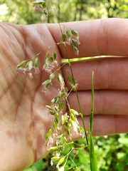 Anthoxanthum occidentale