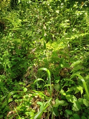 Anthoxanthum occidentale