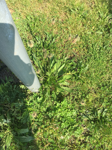 photo of American Plantain (Plantago rugelii)