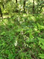 Anthoxanthum occidentale