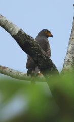 Buteogallus schistaceus