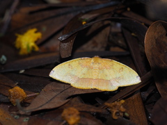 Heterolocha coccinea