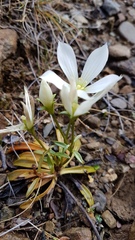 Gentianella stellata