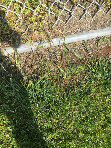 photo of Crabgrasses, Cottontops, And Allies (Digitaria)