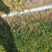 photo of Crabgrasses, Cottontops, And Allies (Digitaria)