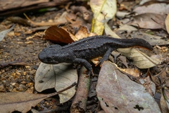 Hainan Knobby Newt photo 2