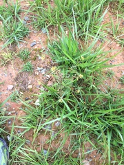 Potentilla canadensis