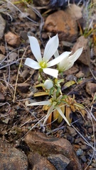 Gentianella stellata