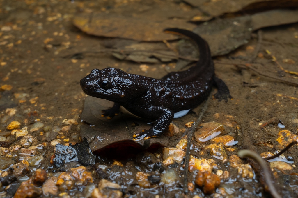 Hainan Knobby Newt