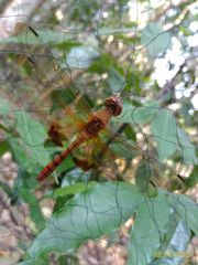Hydrobasileus croceus