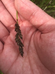 Carex cusickii