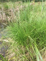 Carex cusickii