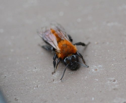 Milwaukee Mining Bee