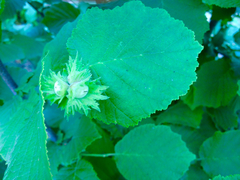 Corylus avellana