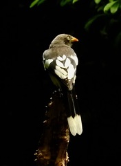 White-Winged Magpie photo 1