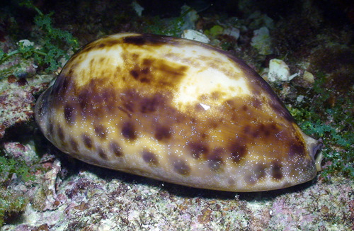 Cypraea testudinaria observed 2010-09-05