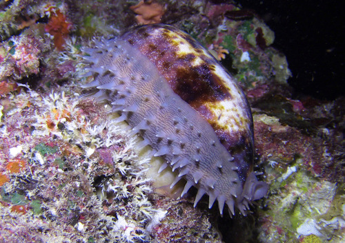 Cypraea testudinaria observed 2016-11-26