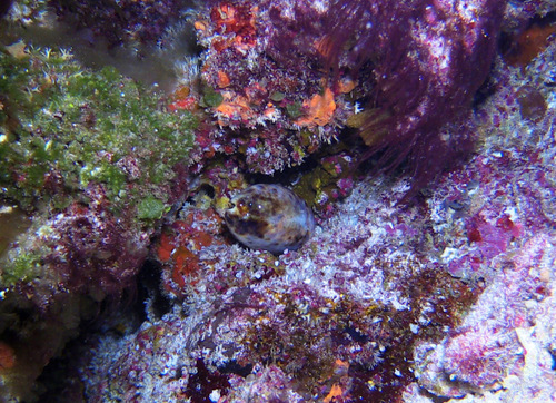 Cypraea testudinaria observed 2016-08-01